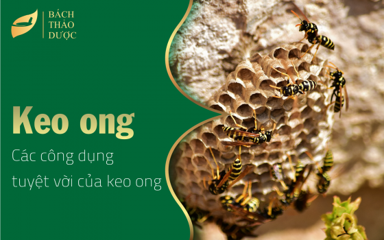 Keo ong là gì và các tác dụng tuyệt vời của keo ong